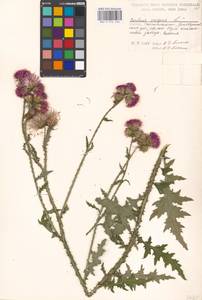 Carduus crispus L., Eastern Europe, Moscow region (E4a) (Russia)