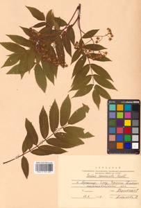 Sorbus commixta Hedl., Siberia, Russian Far East (S6) (Russia)