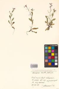 Chorispora tenella (Pall.) DC., Eastern Europe, North Ukrainian region (E11) (Ukraine)