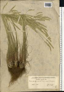 Koeleria pyramidata (Lam.) P.Beauv., Eastern Europe, Lower Volga region (E9) (Russia)