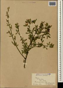 Chrysojasminum fruticans (L.) Banfi, Crimea (KRYM) (Russia)