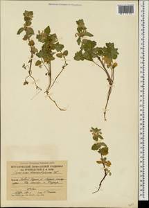 Lamium tomentosum Willd., Caucasus, South Ossetia (K4b) (South Ossetia)