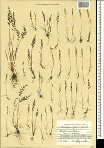 Catapodium rigidum (L.) C.E.Hubb., Crimea (KRYM) (Russia)