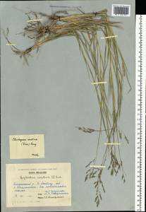 Cleistogenes serotina (L.) Keng, Eastern Europe, Moldova (E13a) (Moldova)