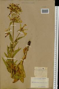 Saponaria officinalis L., Eastern Europe, South Ukrainian region (E12) (Ukraine)