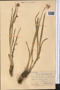 Allium hymenorhizum Ledeb., Middle Asia, Western Tian Shan & Karatau (M3) (Kazakhstan)