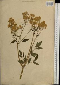 Thalictrum simplex L., Siberia, Russian Far East (S6) (Russia)