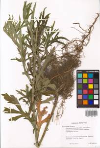 Artemisia umbrosa Turcz. ex DC., Eastern Europe, Central region (E4) (Russia)