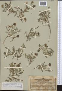 Oxytropis hirsutiuscula Freyn, Middle Asia, Pamir & Pamiro-Alai (M2) (Tajikistan)