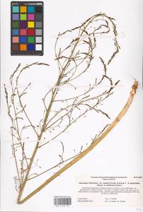 Asparagus officinalis L., Eastern Europe, Lower Volga region (E9) (Russia)