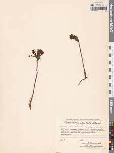 Pedicularis capitata Adams, Siberia, Chukotka & Kamchatka (S7) (Russia)