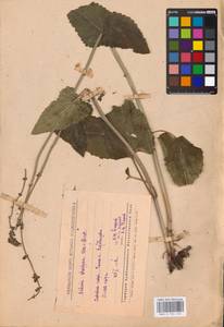 MHA 0 156 360, Salvia dumetorum Andrz. ex Besser, Eastern Europe, Middle Volga region (E8) (Russia)