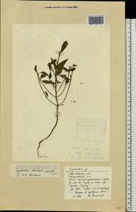 Euphorbia davidii Subils, Eastern Europe, Moscow region (E4a) (Russia)
