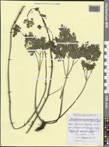 Physospermum cornubiense (L.) DC., Caucasus, Black Sea Shore (from Novorossiysk to Adler) (K3) (Russia)