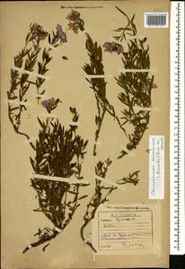 Chamaenerion colchicum (Albov) Steinb., Caucasus, Georgia (K4) (Georgia)