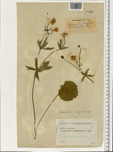 Ranunculus cassubicus L., Eastern Europe, Moscow region (E4a) (Russia)