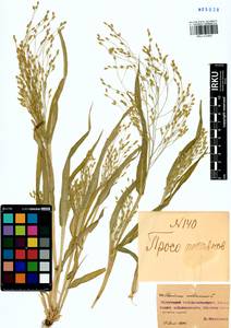 Panicum miliaceum L., Siberia, Baikal & Transbaikal region (S4) (Russia)