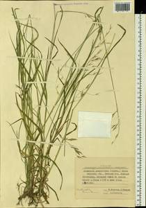 Bromus pumpellianus Scribn., Siberia, Russian Far East (S6) (Russia)