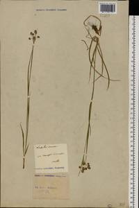 Luzula multiflora (Ehrh.) Lej., Eastern Europe, North Ukrainian region (E11) (Ukraine)