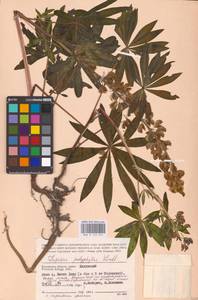 Lupinus polyphyllus Lindl., Eastern Europe, Central region (E4) (Russia)