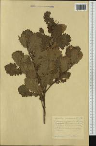Quercus pubescens Willd. , nom. cons., Western Europe (EUR) (France)