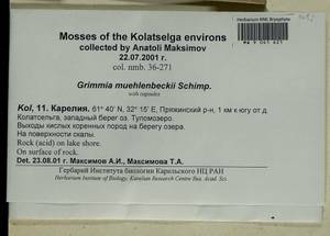 Grimmia muehlenbeckii Schimp., Bryophytes, Bryophytes - Karelia, Leningrad & Murmansk Oblasts (B4) (Russia)