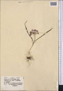 Allium oreophilum C.A.Mey., Middle Asia, Pamir & Pamiro-Alai (M2) (Kyrgyzstan)