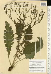 Klasea erucifolia (L.) Greuter & Wagenitz, Eastern Europe, Rostov Oblast (E12a) (Russia)