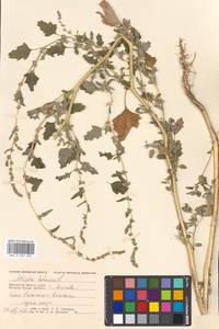 Atriplex tatarica L., Eastern Europe, Moscow region (E4a) (Russia)