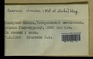 Arctoa starkei (F. Weber & D. Mohr) Loeske, Bryophytes, Bryophytes - North Caucasus & Ciscaucasia (B12) (Russia)