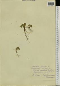 Potentilla acaulis L., Siberia, Baikal & Transbaikal region (S4) (Russia)