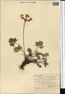 Anemonastrum protractum (Ulbr.) Holub, Middle Asia, Western Tian Shan & Karatau (M3) (Kazakhstan)