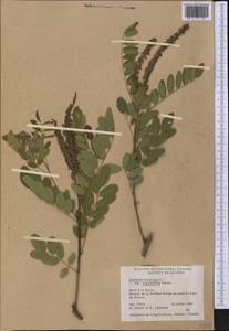 Amorpha fruticosa L., America (AMER) (Canada)