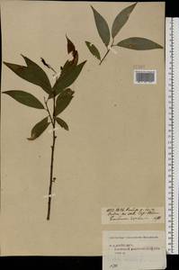 Salix × rubens Schrank, Eastern Europe, Central forest region (E5) (Russia)