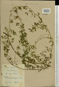 Medicago sativa L., Eastern Europe, North Ukrainian region (E11) (Ukraine)