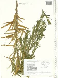 Artemisia dubia Wall. ex Besser, Eastern Europe, Central region (E4) (Russia)