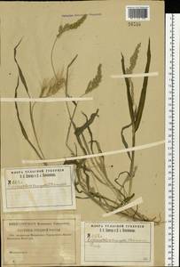 Echinochloa crus-galli (L.) P.Beauv., Eastern Europe, Central region (E4) (Russia)