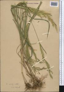 Agrostis, Middle Asia, Western Tian Shan & Karatau (M3)