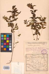 MHA 0 155 510, Scutellaria supina L., Eastern Europe, Eastern region (E10) (Russia)