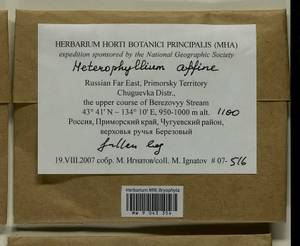 Heterophyllium nemorosum (W.D.J. Koch ex Brid.) Kindb., Bryophytes, Bryophytes - Russian Far East (excl. Chukotka & Kamchatka) (B20) (Russia)