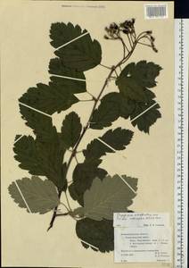 Scandosorbus intermedia (Ehrh.) Sennikov, Eastern Europe, North-Western region (E2) (Russia)