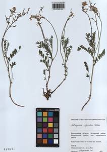 KUZ 000 922, Astragalus vaginatus Pall., Siberia, Altai & Sayany Mountains (S2) (Russia)