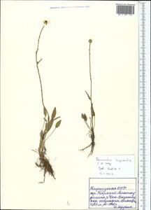 Ranunculus longicaulis C. A. Mey., Middle Asia, Northern & Central Tian Shan (M4) (Kyrgyzstan)