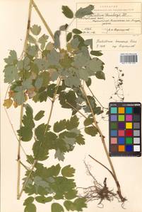 Thalictrum minus subsp. elatum (Jacq.) Stoj. & Stef., Siberia, Russian Far East (S6) (Russia)