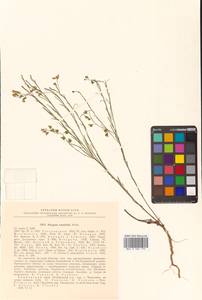 Polygala tenuifolia Willd., Siberia, Russian Far East (S6) (Russia)