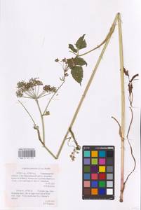 Ostericum palustre (Besser) Besser, Eastern Europe, Central region (E4) (Russia)