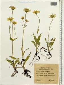 Arnica angustifolia subsp. iljinii (Maguire) I. K. Ferguson, Siberia, Yakutia (S5) (Russia)