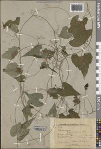 Schizopepon bryoniifolius Maxim., Siberia, Russian Far East (S6) (Russia)