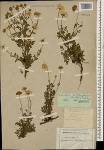 Tanacetum partheniifolium (Willd.) Sch. Bip., Caucasus, Georgia (K4) (Georgia)