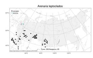 Arenaria leptoclados (Rchb.) Guss., Atlas of the Russian Flora (FLORUS) (Russia)